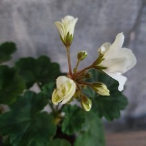 앰브로즈 제라늄