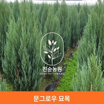 직접키운 문그로우 에메랄드그린 묘목 나무 상록수, 문그로우H1.0, 1개