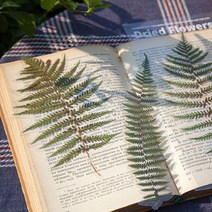 대형 압화 책갈피 드라이플라워 북마커 식물 북마크 꽃책갈피 스티커, 억새