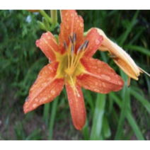 보람농자재 원추리/스텔라원추리/왕원추리 모종, 왕원추리 6치포트*2개