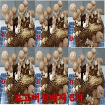 [P0000HAK] 사각 표고버섯 배지 6개묶음 학습 관찰 가정 아파트 재배 유치원 학교, 3세트