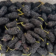 푸드맛봄 23년 고창 냉동 오디 특품 과상 2호 10kg(벌크), 단일옵션