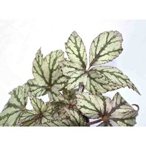 서비내 베고니아 베니토치바 begonia benitochiba 공기정화식물 인테리어 플랜테리어 서비야드플라워아울렛
