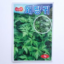 왜당귀 씨앗 3g 잎당귀 잎은 쌈 뿌리는 약초 샐러드 쌈채소 진흥종묘