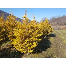 황금편백나무 키50-60cm포트 트리팜원예종묘