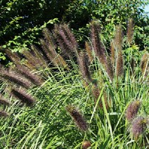 모종 블랙수크령 (포트) 5개 W0607