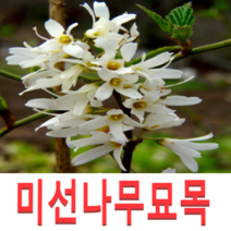 (성실G)미선나무묘목(키80센치)(분) 1그루