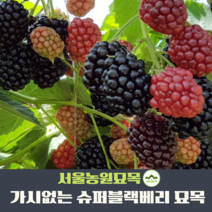 서울농원묘목/가시없는 슈퍼복분자나무 묘목 슈퍼블랙베리 전국재배가능 조경수 삽목묘
