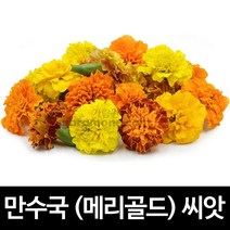 만수국 씨앗 메리골드 씨앗 꽃씨 marigold seed 100립