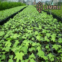 엄나무 음나무 나무언니, 엄나무 실생2년생특묘(2개세트)