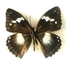 저스트앳 나비 표본 곤충 인형 생산 매력 홈 장식 액세서리 거실 컬렉션 아트, 39 39