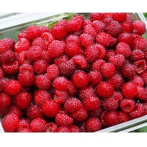 냉동 산딸기생과 2kg / 국내산 고산지대 냉동 생산딸기 열매 햇산딸기 산딸기열매 산딸기햇과 2022년산 농원 직송