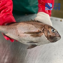 [고래대장] 당일손질 남해안 참돔 대 37cm 내외 1미 / 3미, 참돔 대 37cm 내외 3미