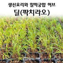 [모종심는아빠] 생선요리의 향신료 딜 팍치라오 모종, 모종36포트