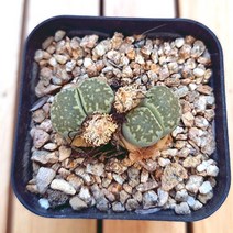 리톱스 키우기 그린색 예쁜 다육 2-20 랜덤, 단품