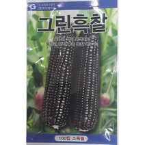 그린흑찰옥수수 씨앗/알갱이 색이 흑색이고 모양과 맛이 아주 뛰어난 흑찰옥수수//가람종묘사