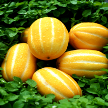 [당도보장] 아삭아삭 맛있는 성주 참외 2kg 3kg 4kg 5kg, 1-0. [상품 2kg] 혼합과, 1개