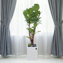 에코플랜트 공기정화식물 개업축하화분 인테리어화분 [서울.경기 평일 당일배송][지방 익일 택배도착]<토요일 오후 일요일 주문건 월요일배송>, 28. 떡갈고무나무 갈색, 1개” class=”wr-img”></a></div></p></div></p></div></p></div><div class=