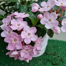 [다온야생화] C2305 헵시바 (15cm) [동일품]