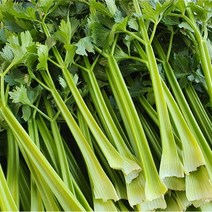 국산 유기농샐러리 500g 원주 샐러리 산지직송