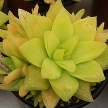 보초금 예쁜 다육식물 랜덤 0207-14, 단품