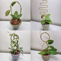 호야 리스틀 4개 아이비 리스 덩굴 지지대 넝쿨식물 지주대