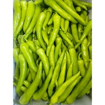 테라팜 당조고추 (500G) 혈당조절 당뇨고추 당고추 국내산, 500G, 1팩