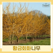 회화나무 묘목 황금회화 R3cm 개화주(분) 1개