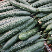 국내산 청오이 취청오이(특) 오이지용 오이소박이, 취청오이 5kg, 25개