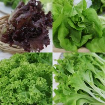 쌈채소 유럽상추 샐러드채소 샐러드야채 1kg, 3.버터헤드 1kg