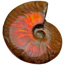 암모나이트 장식 고대 천연 수석 대형, D