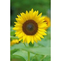 [모야모 꽃씨] 해바라기 중간키 Maya 10립, 대퐝 200립, 1개