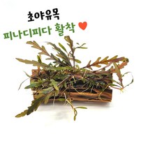 [상상수족관] 초야유목 피나디피다 수초 활착 / 초보 어항 구피 새우 은신처 물고기 열대어, 초야유목 피나디피다 활착
