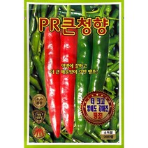 피알큰청향 청양 고추씨앗 200립