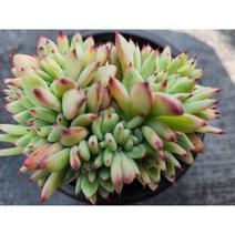 정화다육 다육식물 원종콜로라타철화, 1개