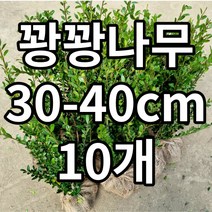 꽝꽝나무 10개 묘목 철쭉마켓 생울타리 울타리나무 정원꾸미기 마당 화분 나무시장 토피어리 정원수 상록수, 꽝꽝나무 10개묶음 배송비포함가격