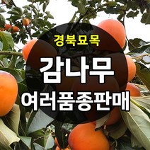 [경북농원] 감나무묘목 접목 특묘 (야오끼 대봉 태추단감 차량단감 둥시 등 ), 차량단감 접목  중묘