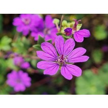 청화쥐손이(10cm 포트) 노지월동 야생화 숙근초 제라늄 보라꽃 다년초 정원꾸미기
