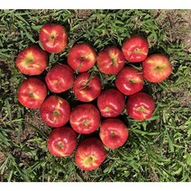 시골청년 햇 홍로 가정용 흠집 꿀사과 3kg 5kg, 5kg 가정용 흠집 대과, 1개