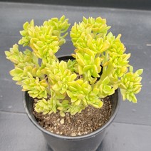 꽃다리 커스피닷컴철화 61 다육식물 다육철화 아이만배송, 1개