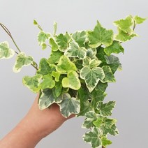 백아이비 28소품
