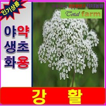 RA3/약초씨앗/신경통 중풍등에 이용되는/강활 100립