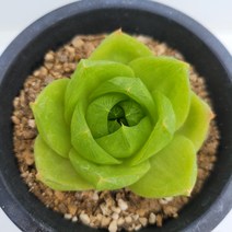 [메카다육]36-0610 라이프티그라(에케베리아) 화분포함 다육식물