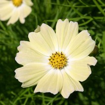 우리화훼종묘 코스모스 씨앗 - 옐로 가든, 10개입