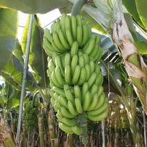 [국산바나나] 무농약 제주 제철 초록 바나나 1.5kg 2.5kg 5kg, 반후숙 바나나 2.5kg