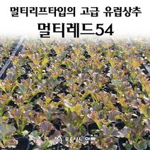 [모종심는아빠] 멀티리브타입의 고급 유럽상추 멀티레드54 모종, 모종14개, 1개