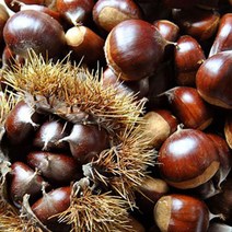 공주 정안 햇밤 알밤 고지대 산지직송, 1개, 2kg(1개)