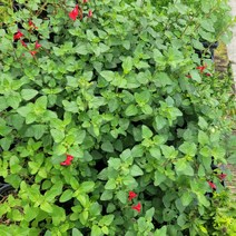 세이지 향기 그읏 체리세이지 소품 152525, 1개