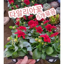 다알리아꽃 5개묶음/꽃이 크고 화려하며 색깔도 다양한 다알리아
