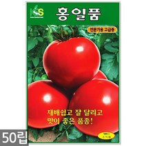 서리태 씨앗 30g - 콩 씨 청약콩 검은콩 쥐눈이콩 서리태씨앗 콩 검정콩씨앗 검은콩씨앗 콩씨앗 서리태씨 검은콩씨 주말농장 텃밭, 11_홍일품토마토(50립)